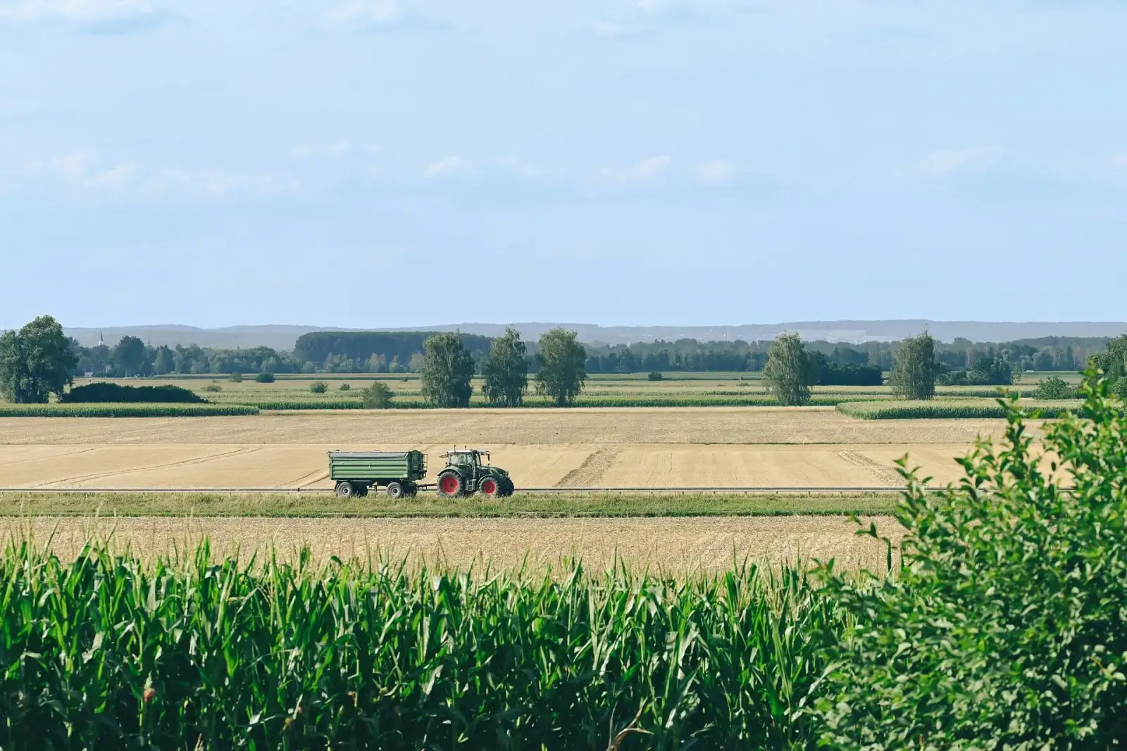 Traktor s prikolicom vozi između požnjevenih polja, u prvom planu kukuruz