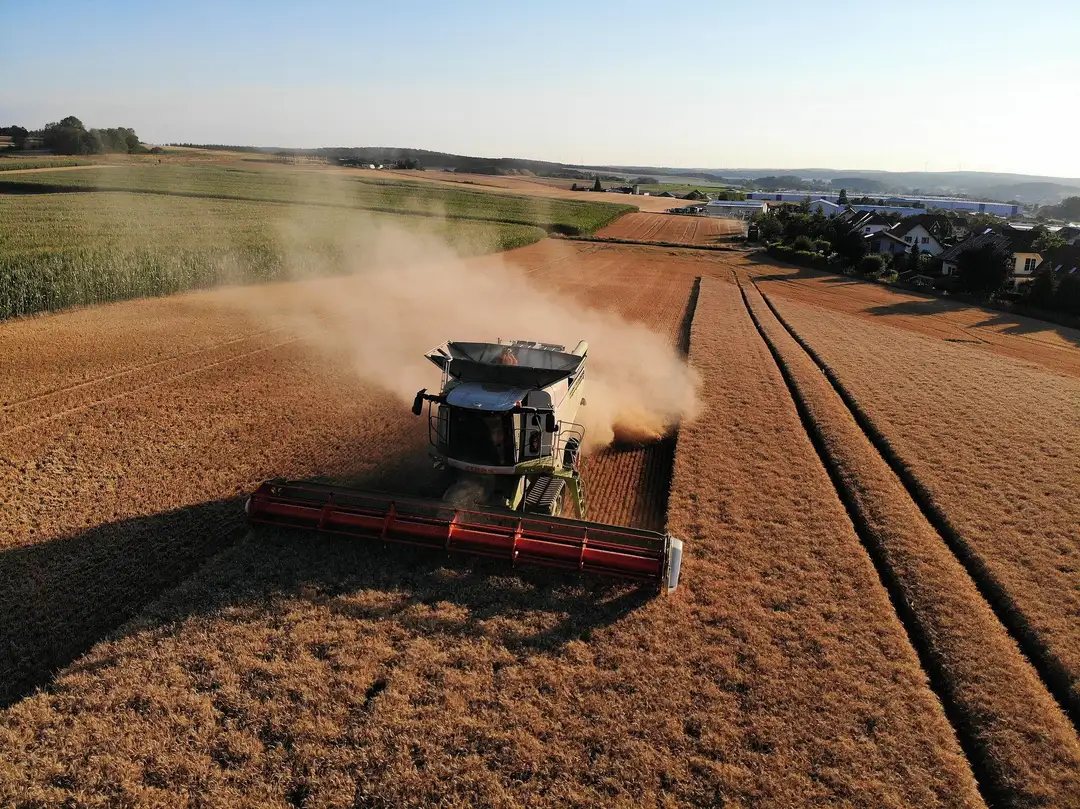 Kombajn žanje žito i diže prašinu, desno strnište i kuće na rubu sela